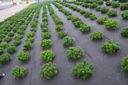 Unkrautvlies Rootbarrier Bio Cover